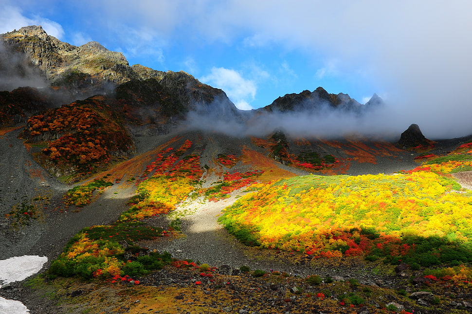 assorted color of flower during daytime HD wallpaper
