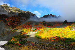 assorted color of flower during daytime