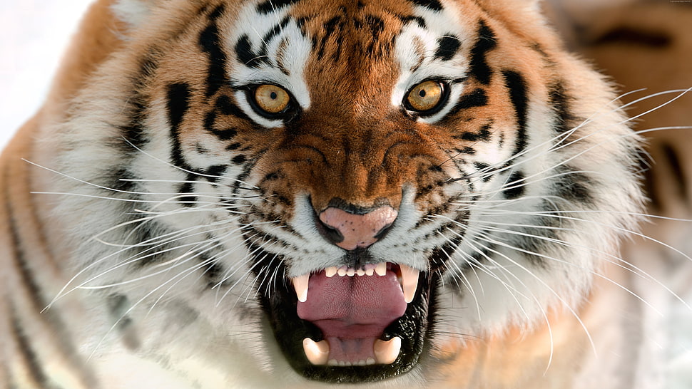 shallow focus on brown, black, and white tiger HD wallpaper