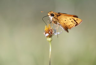 brown and black butterfly with yellow sun flower, skipper