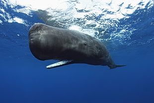blue whale, animals, underwater, whale, Sperm Whale