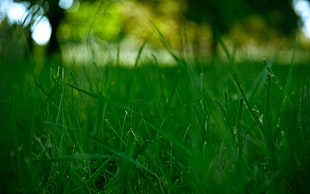 low angle view of grasses HD wallpaper