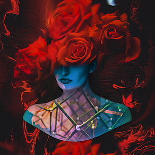 red rose flower digital wallpaper