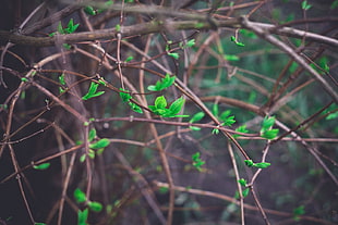 green leafed plant, spring, Latvia, Riga, nature HD wallpaper