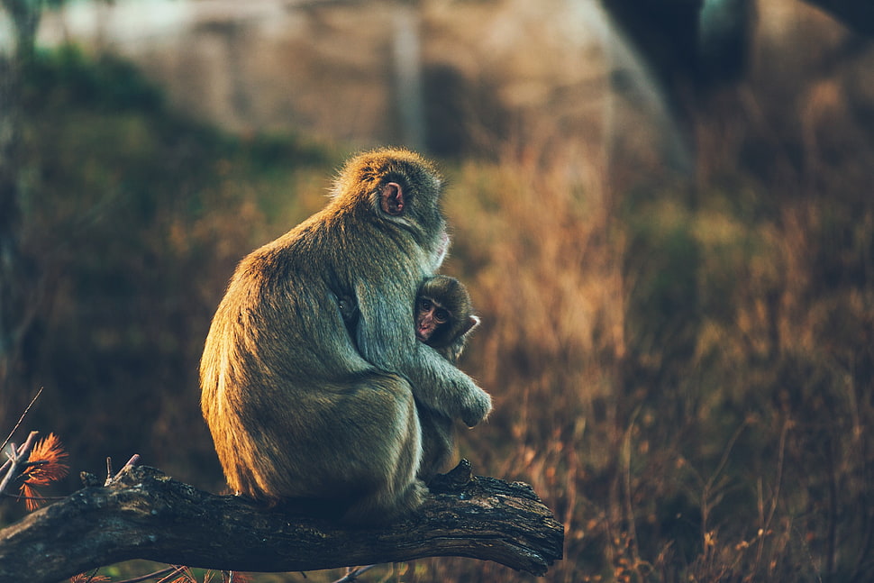 closeup photo of primate hugging baby primate HD wallpaper