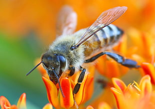 macro photography of Honey bee on red-and-yellow flowers
