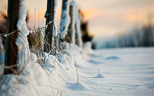 low angle photo of brown fence covered with snow