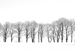 photography of leafless trees surrounded by snow