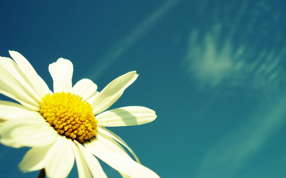 macro shot photography of white and yellow daisy flower under sunny sky HD wallpaper