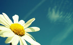 macro shot photography of white and yellow daisy flower under sunny sky