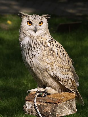 selective focus photography of horned owl