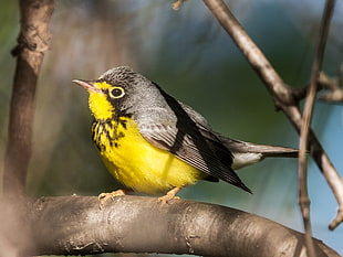 black and yellow short-beak on tree branch during daytime, canada warbler
