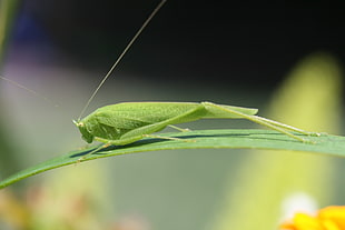 macro photography of green Katydid perched on green leaf, grasshopper