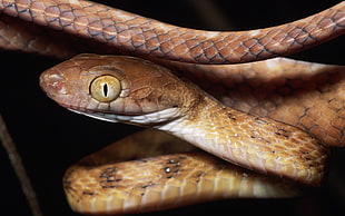 close up photography of brown viper