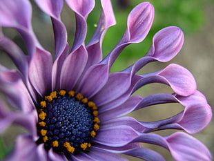 purple petaled flower, osteospermum HD wallpaper
