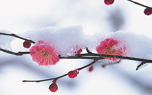 selective focus photography of pink Cherry Blossom flower covered with snow