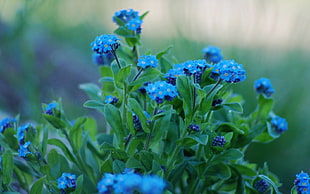 selective focus photo of blue petaled flowers
