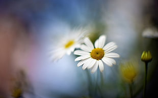 white daisies, nature, flowers HD wallpaper