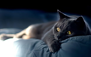 bokeh photo Russian Blue cat on white bed sheet