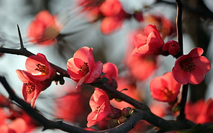 selective focus photography of red Cherry Blossom flowers