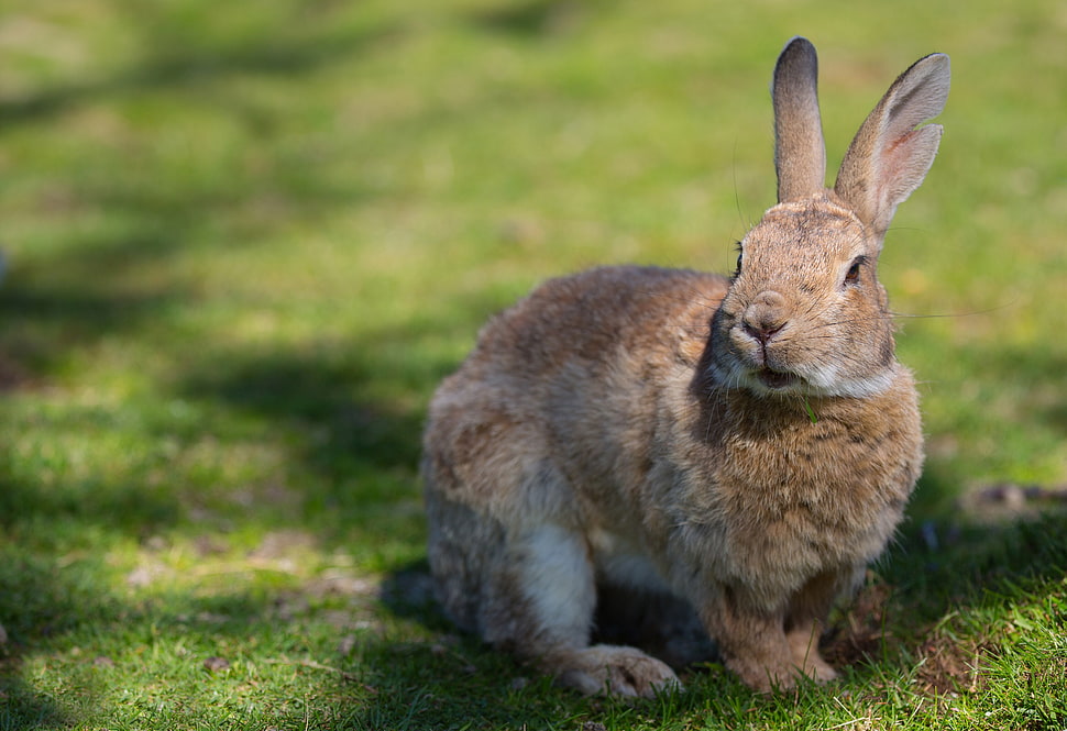 brown rabbit on green grass HD wallpaper