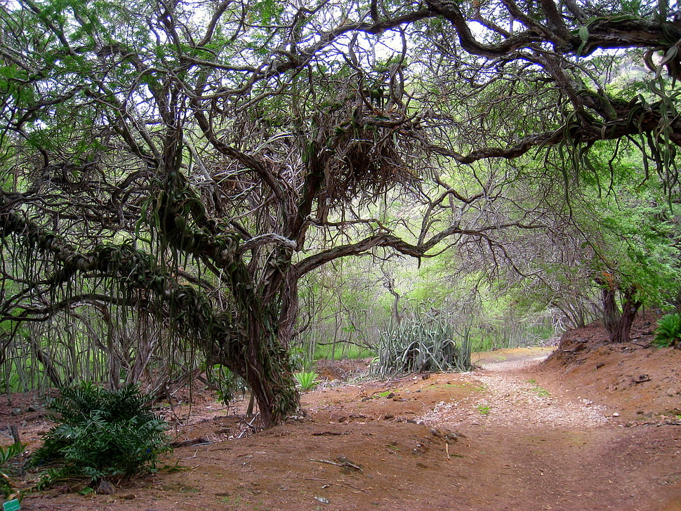 trees with vines in between pavements during daytime HD wallpaper