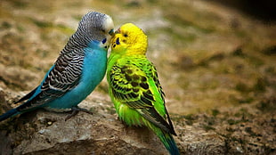 blue and green lovebirds, nature, animals, birds, budgies