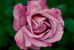 shallow focus photography of pink rose HD wallpaper