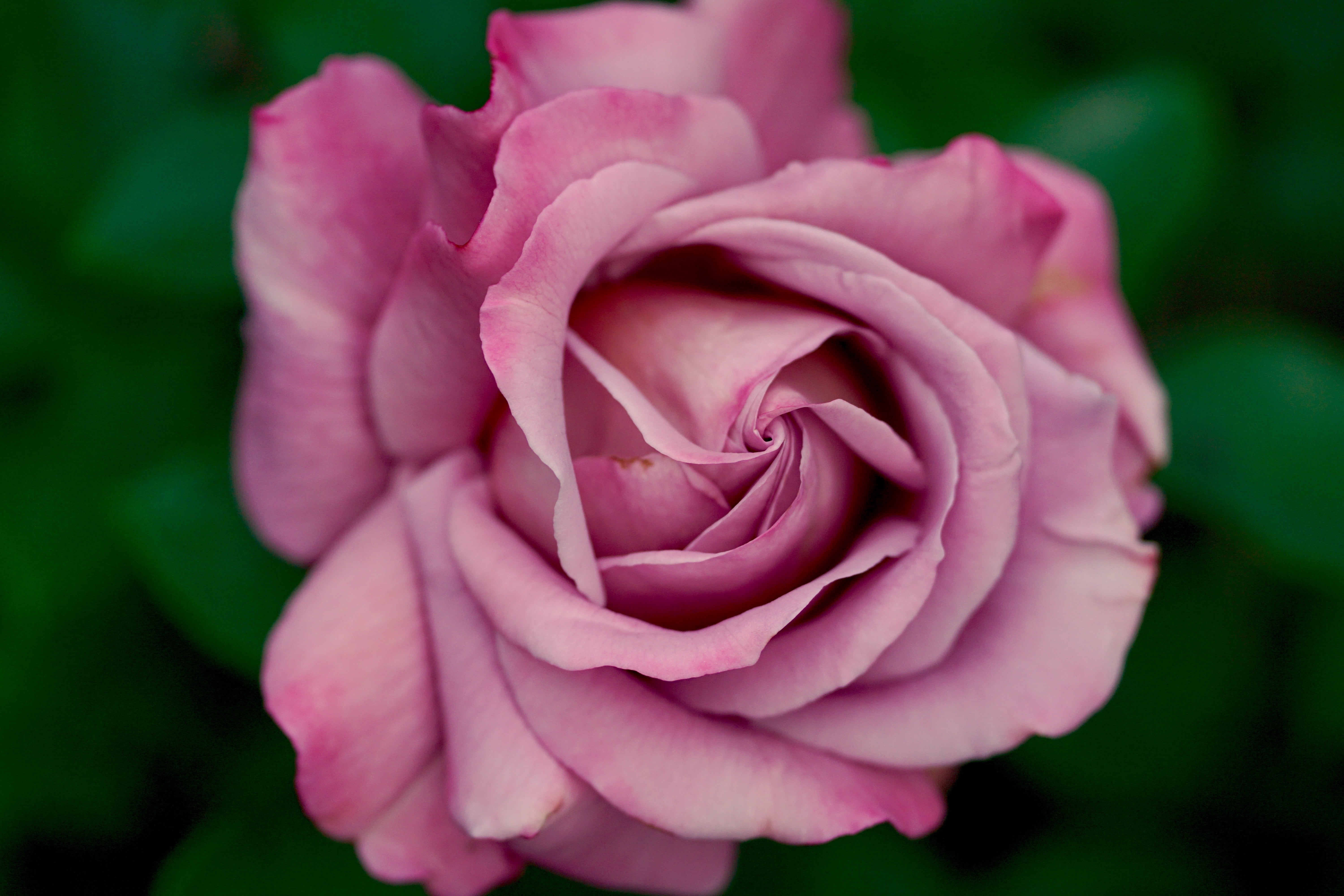 shallow focus photography of pink rose