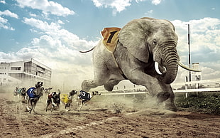 picture of elephant and dogs racing