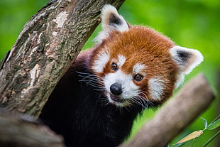 photography of red panda HD wallpaper