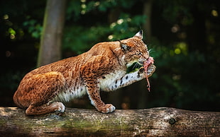 Lynx eating raw meat