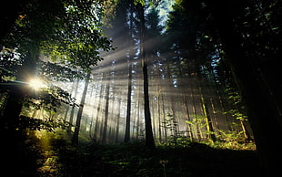 green trees, trees, sun rays, forest