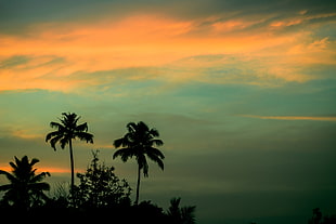 palm tree, Palms, Sunset, Sky
