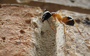 brown and black ant, ants, macro, insect, rock HD wallpaper