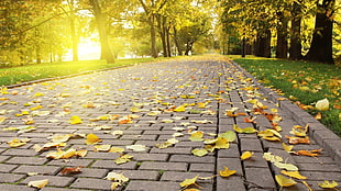 brown wooden framed glass top table, leaves, path, sunlight, trees