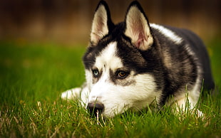 shallow focus photography of black and white siberian husky on grass field