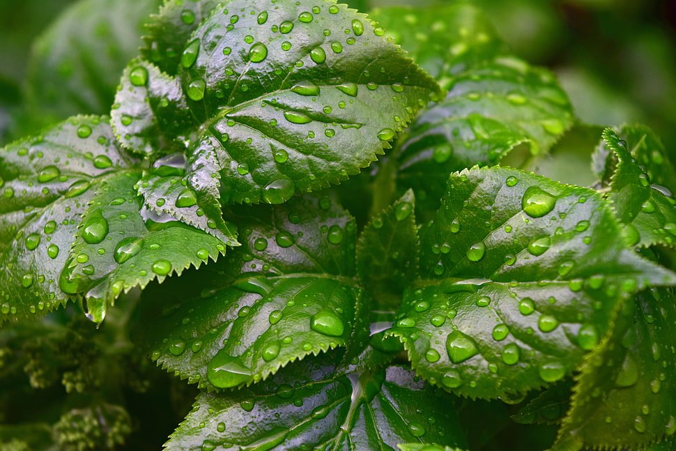 Rain Drops on Green Leaf Plant Close Up Photography HD wallpaper
