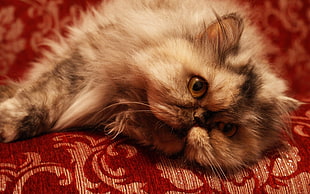 brown and black persian cat prone lying HD wallpaper