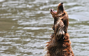 tan spaniel howling on water during daytime photo