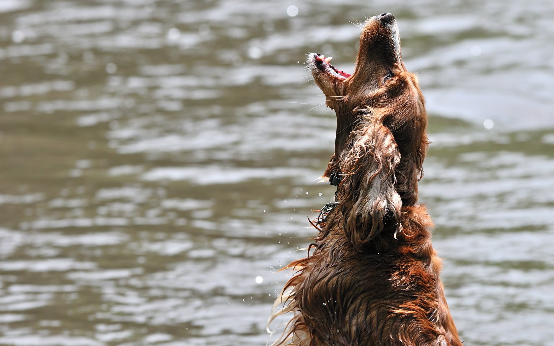 tan spaniel howling on water during daytime photo