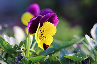 purple and yellow petaled flower in closeup photography, pansies HD wallpaper