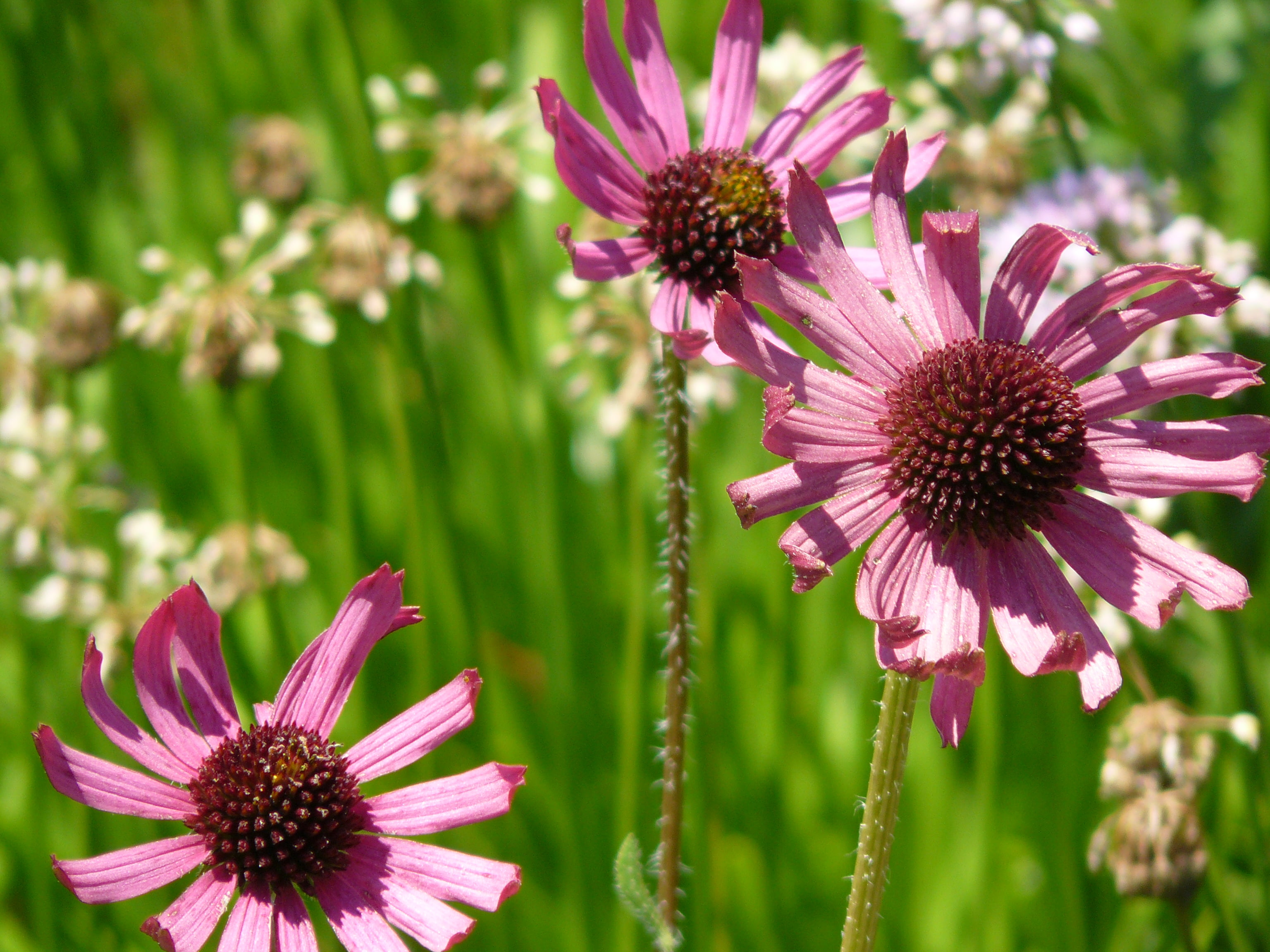 pink petaled flowera