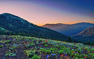 photo of mountain filled with plants