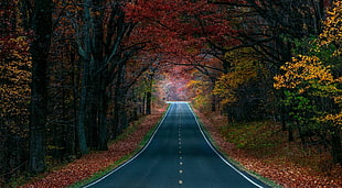 gray concrete road, road, nature, trees, fall