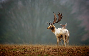 photo of Stag and doe standing near brown grass