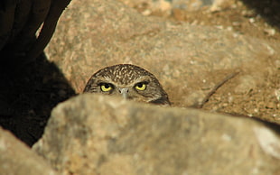 brown Owl behind brown rock