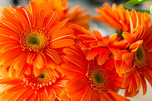orange Daisies flowers