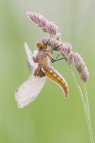 close up focus photo of brown and white Dragonfly on purple plant HD wallpaper