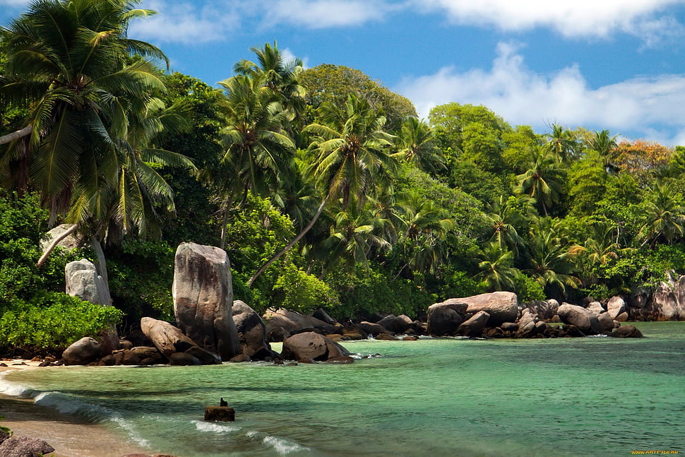 green coconut tree and rock formation, landscape HD wallpaper
